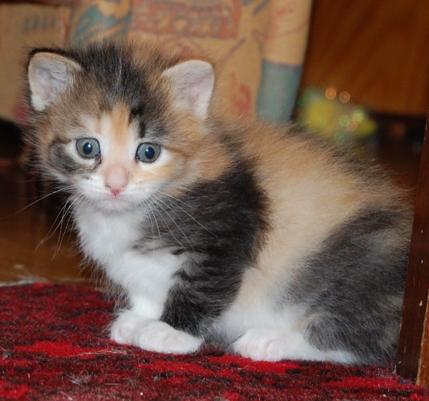 sibirisk kattunge Cassiopeia